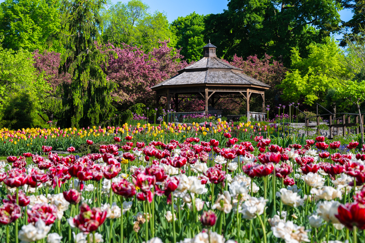 20240519_Tulips-039