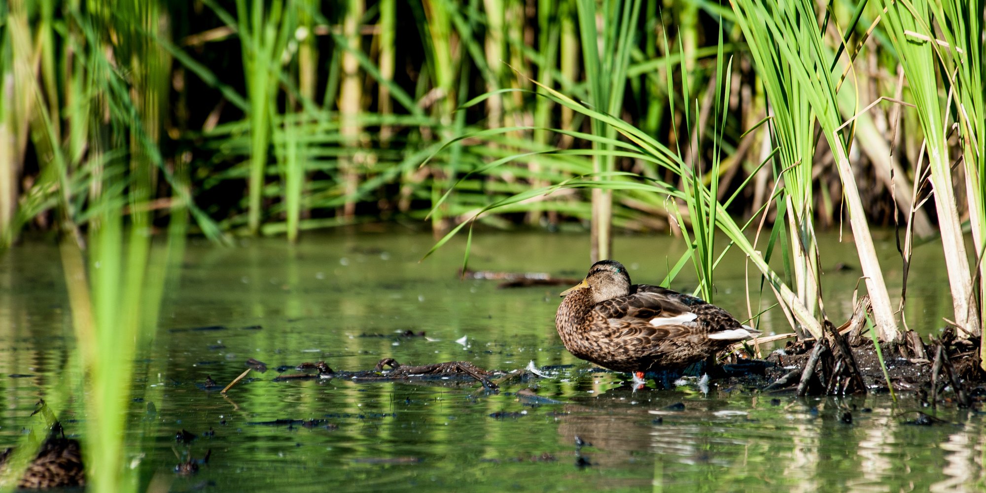 20120713_MacounMarsh-5